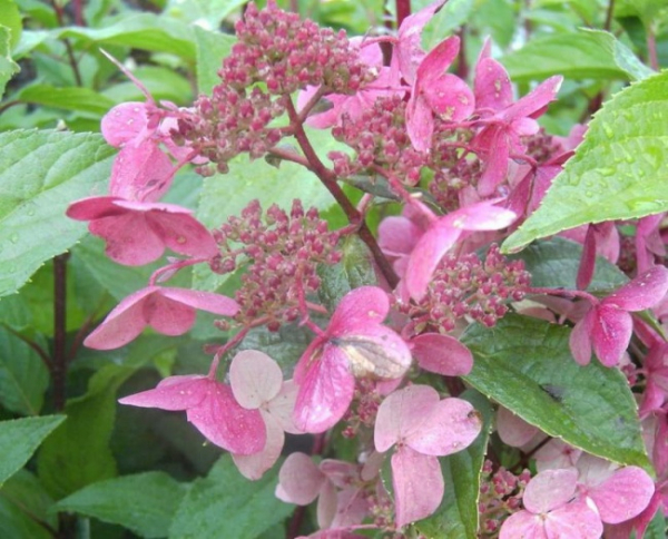 Rispenhortensien Wim`s Red