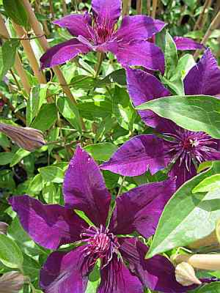 Clematis Fleuri TM Evipo042(N) 60-100 cm - Waldrebe/Klematis Fleuri