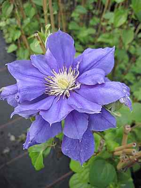 Clematis Franziska Maria TM Evipo008(N) (60-100 cm) - Waldrebe -