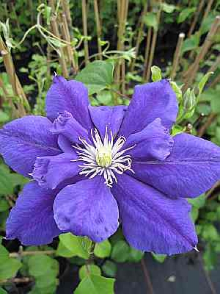 Clematis Franziska Maria TM Evipo008(N) (60-100 cm) - Waldrebe -