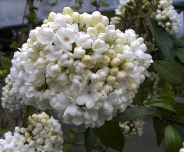 Viburnum Eskimo - Schneeball - stark duftend - 30-40cm
