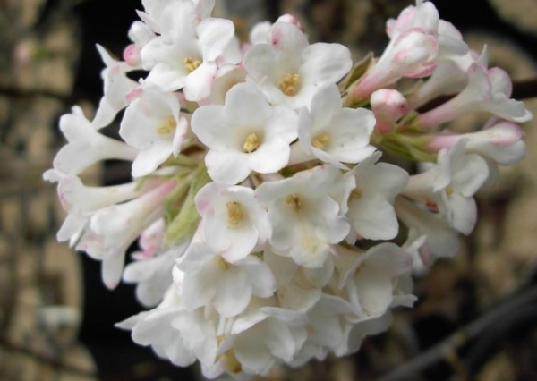 Viburnum bodnantense Deben - Winterschneeball - 40-60cm