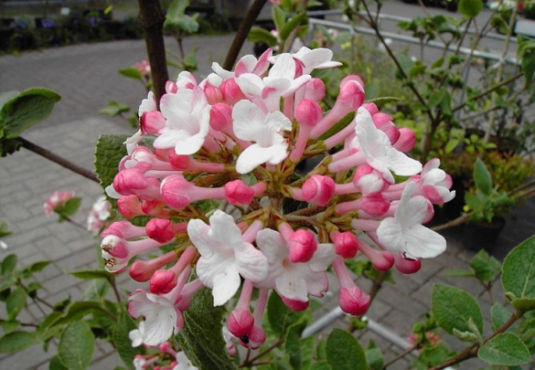 Viburnum carlesii Aurora - Korea Duftschneeball - 30-40cm