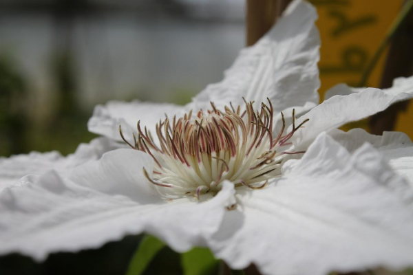 Clematis Hyde Hall®™ Evipo009(N) (60-100 cm) Waldrebe große Blüte