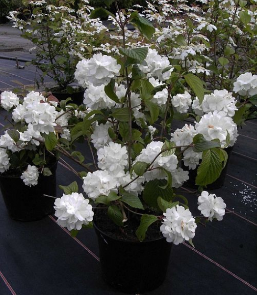 Viburnum plicatum Janny - Zwerg-Schneeball - 30-40 cm