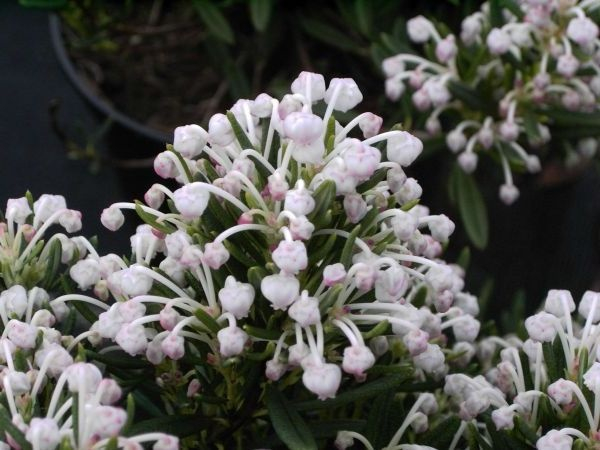 Andromeda polifolia  Nikko  - Lavendelheide Nikko - Rosmarinheide -  15-20 cm