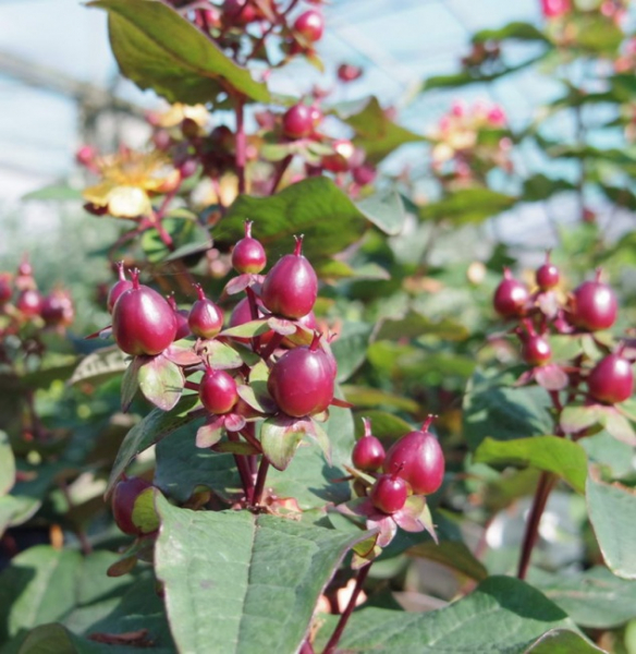 Hypericum inodorum Magical Universe - Johanniskraut Magical Universe - Mannsblut - 40-60 cm