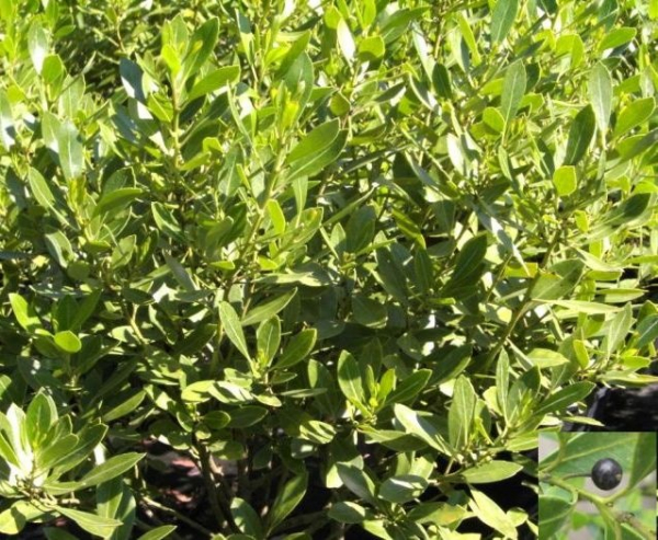 Ilex glabra - Kahle Winterbeere - Tintenbeere - Stechpalme - 20-30 cm