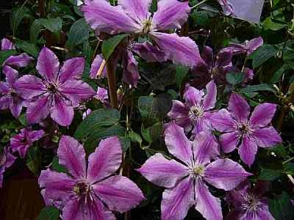 Clematis Ooh La La