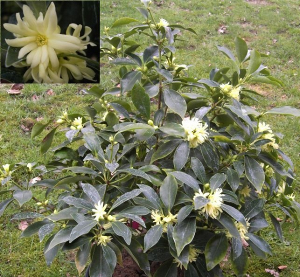 Illicium anisatum  - Japanischer Sternanis - Shikimibaum - 20-30 cm