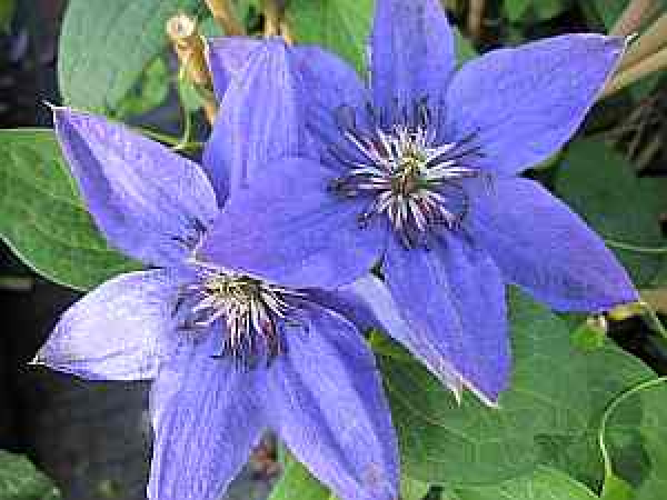 Clematis Parisienne TM Evipo019(N) (60-100 cm) Waldrebe/Klemat Parisienne
