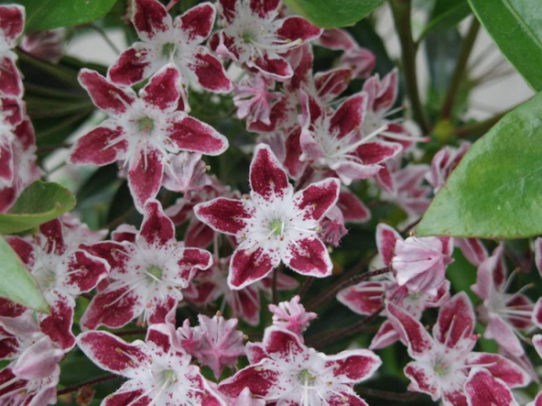 kalmia latifolia galaxy