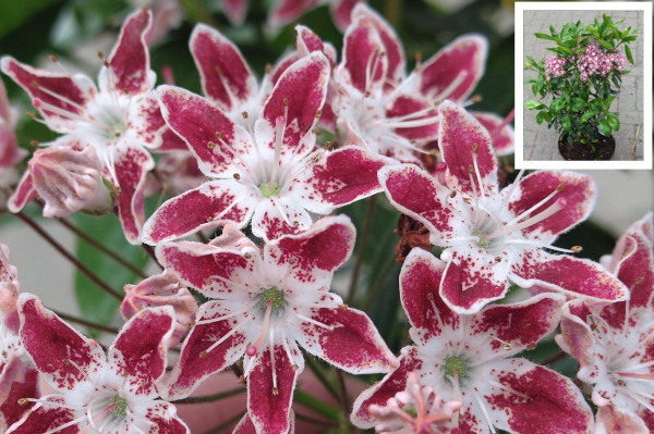 kalmia latifolia galaxy