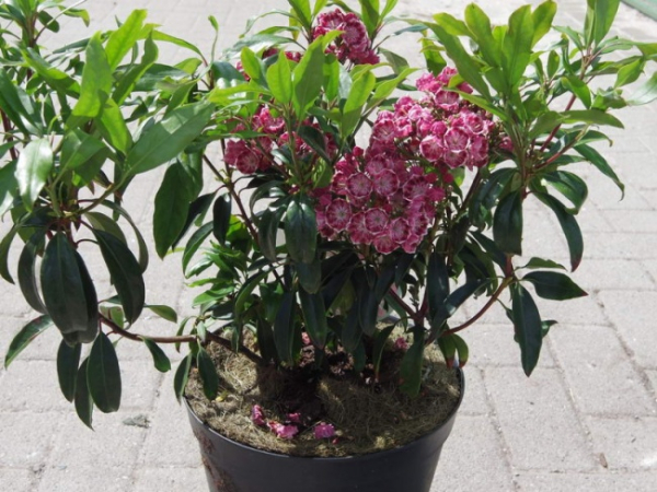 kalmia latifolia ginkona