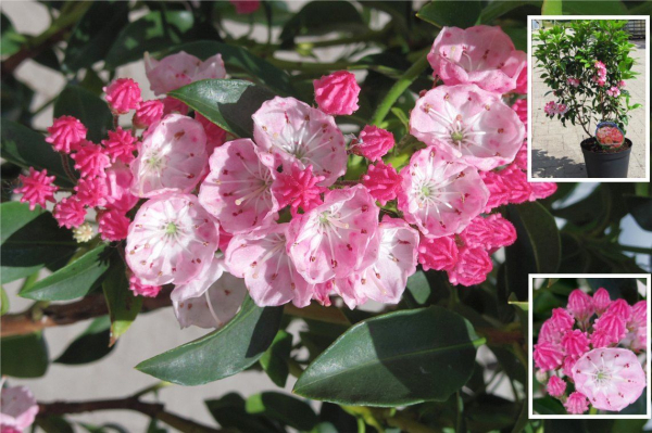 kalmia latifolia olympic wedding