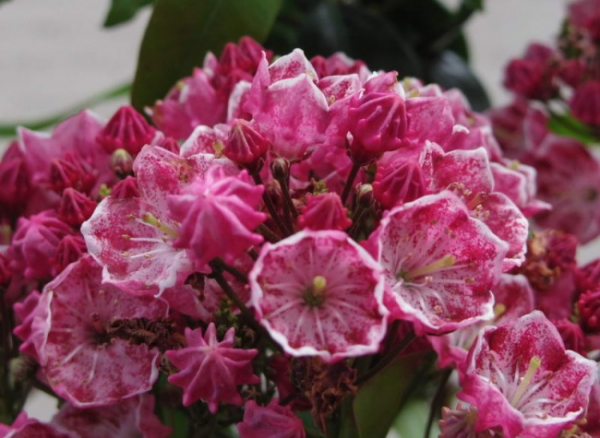 kalmia latifolia ostbo red