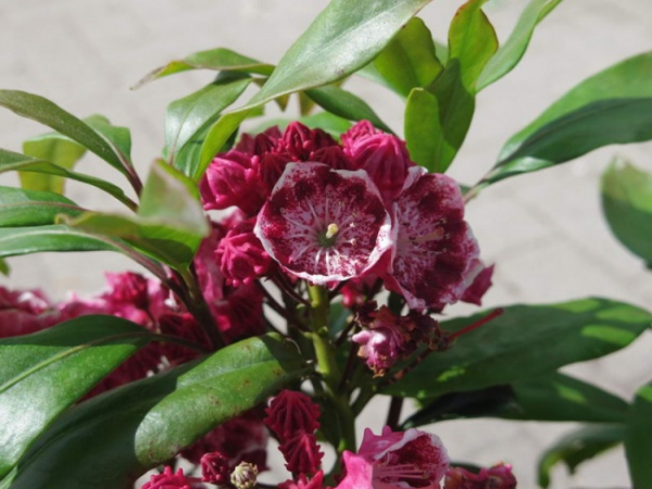 kalmia latifolia Yankee Doodle