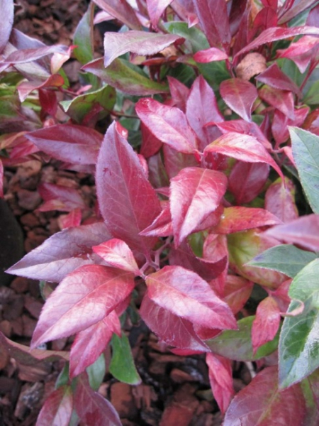 Leucothoe Scarletta ® / Zeblid - Traubenheide - Traubenmyrte - Lorbeerkrüglein -