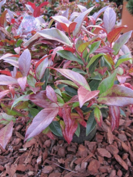 Leucothoe Scarletta ® / Zeblid - Traubenheide - Traubenmyrte - Lorbeerkrüglein -