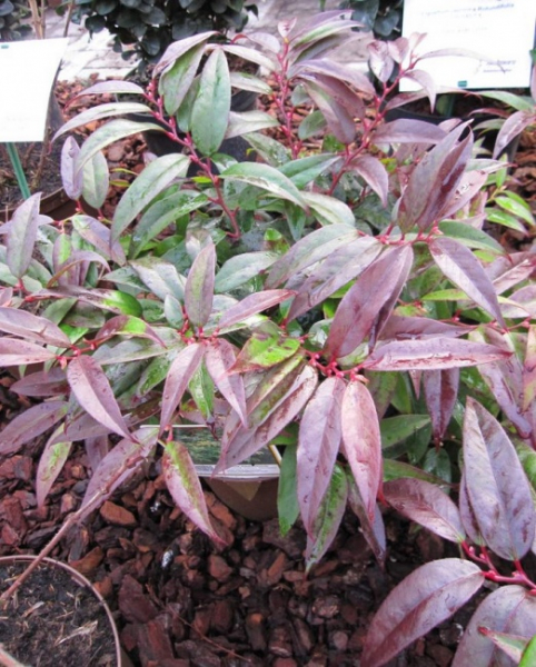 Leucothoe keiskei Royal Ruby - Kleine Traubenheide -  20-30cm