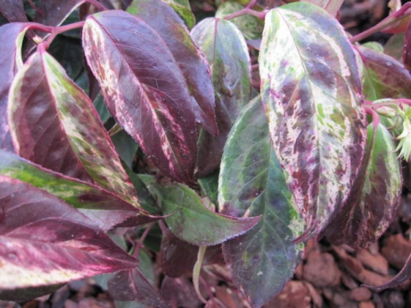Leucothoe walteri  Rainbow  - Traubenheide - Traubenmyrte -
