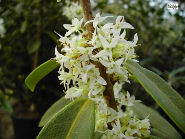 Osmanthus decorus Angustifolia - Duftblüte - 40-60