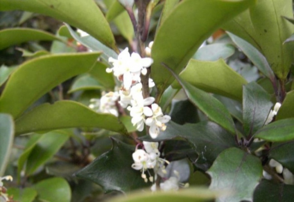 Osmanthus heterophyllus Purpureus  - Duftblüte -  30-40