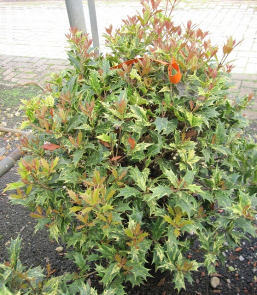 Osmanthus heterophyllus Goshiki - Stachelblättrige Duftblüte -  30-40