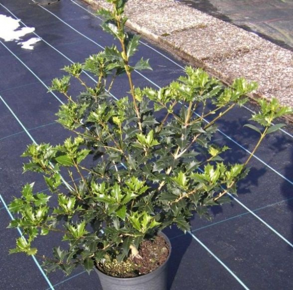 Osmanthus heterophyllus  - Herbst-Duftblüte - 30-40