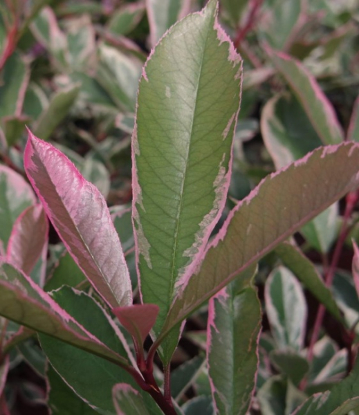 Photinia fraseri Pink Marble - Weißgrüne Glanzmispel -  30-40