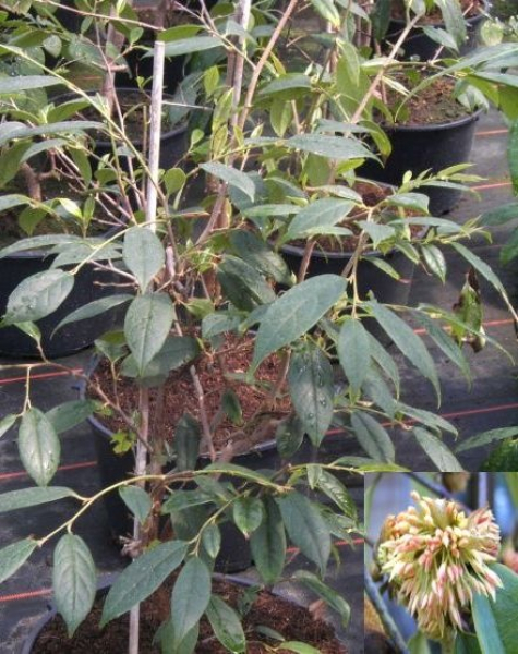 Sycopsis sinensis - Chinesische Zaubernuss -  40-60