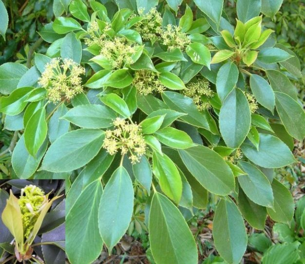 Trochodendron araliodes - Radbaum -