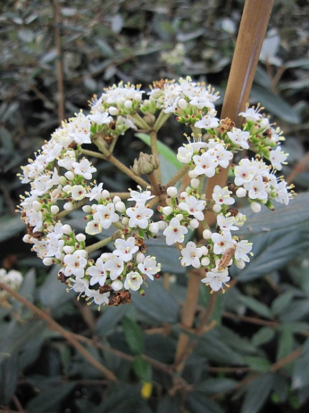 Viburnum Pragense - Prager Schneeball -