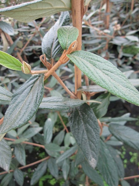 Viburnum Pragense - Prager Schneeball -