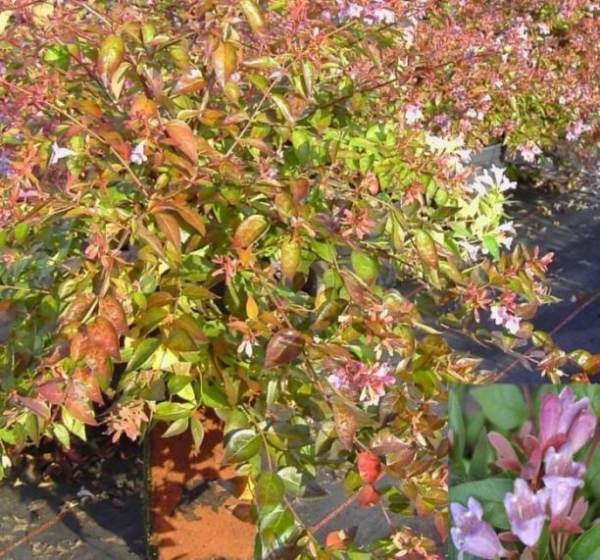 Abelia Edward Goucher- Chinesische Abelie