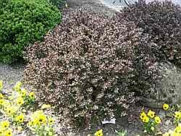Berberis thunbergii Atropurpurea Nana (20-25 cm) Rote Zwergberberitze