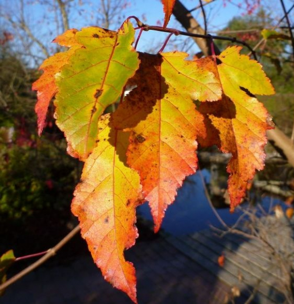 Acer ginnala - Feuerahorn