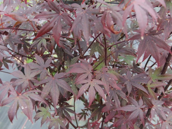 Acer palmatum purpureum