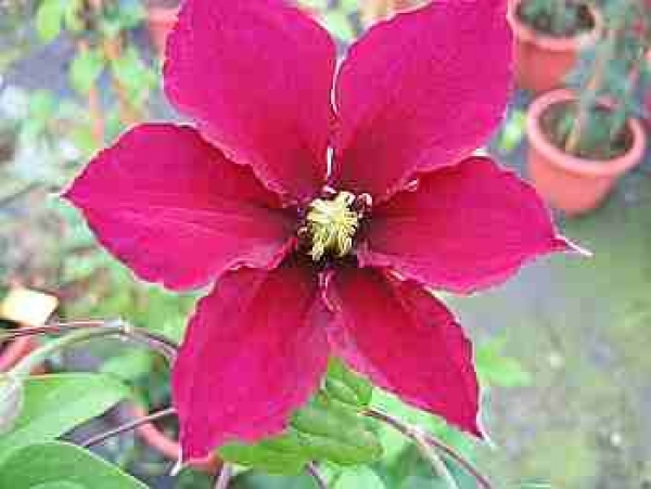 Clematis "Rosemoor" TM Evipo002(N) (60-100 cm) Waldrebe/Klematis