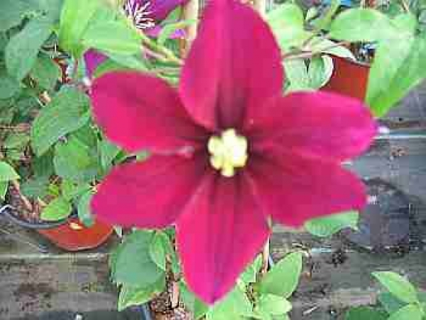 Clematis "Rosemoor" TM Evipo002(N) (60-100 cm) Waldrebe/Klematis