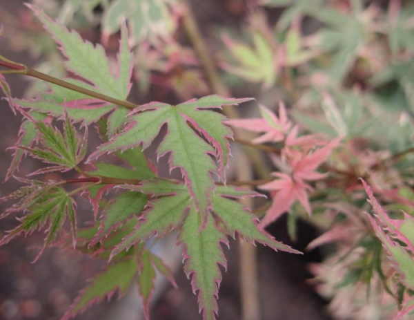 Acer palmatum Koto-Maru - Japanischer Fächerahorn -  40-60