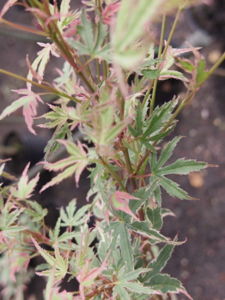 Acer palmatum Koto-Maru - Japanischer Fächerahorn -  40-60