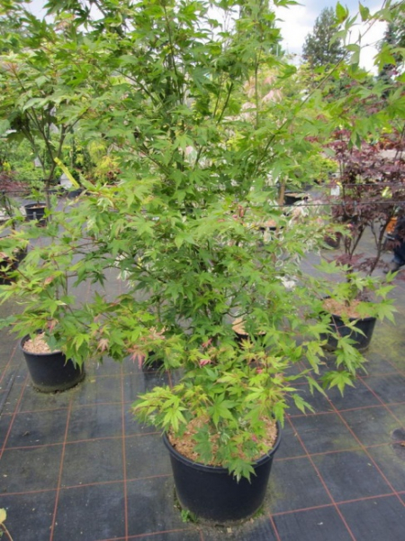 Acer palmatum Oridono Nishiki