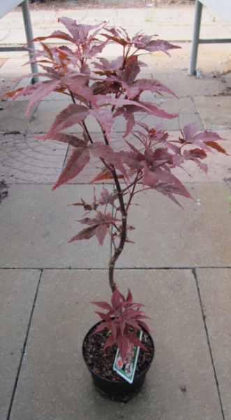 Acer palmatum Peve Ollie