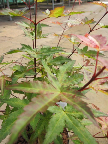 Acer palmatum Redwine