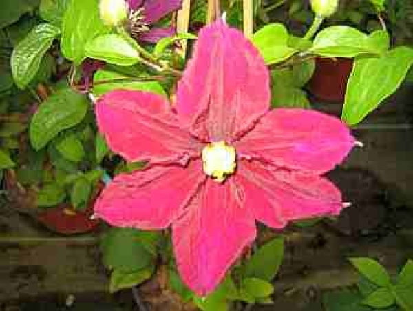 Clematis "Vino" TM Poulvo(N) (60-100 cm) Waldrebe/Klematis