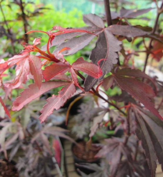 japanischer Faecherahorn - Acer palmatum Skeeters Broom