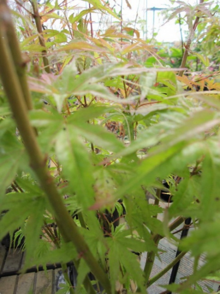 japanischer Faecherahorn - Acer palmatum Wilsons Pink Dwarf