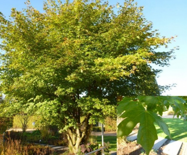roter Feldahorn - Acer x zoeschense Annae