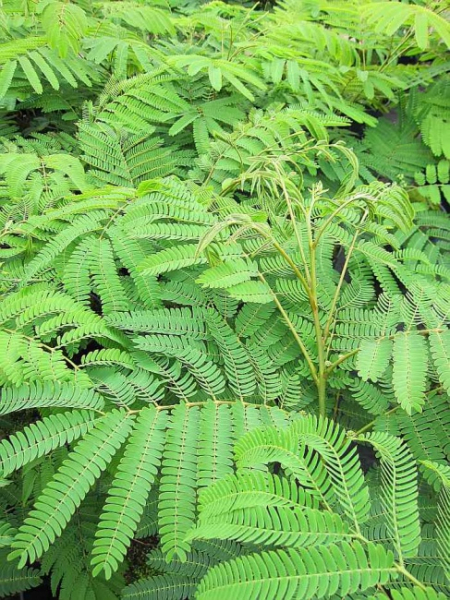 Albizia julibrissin Ombrella - Seidenakazie
